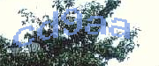 Sorry, this is a captcha
