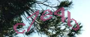 Sorry, this is a captcha