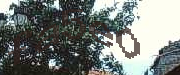 Sorry, this is a captcha