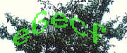 Sorry, this is a captcha
