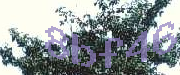 Sorry, this is a captcha