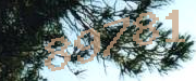 Sorry, this is a captcha