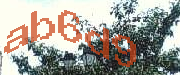 Sorry, this is a captcha