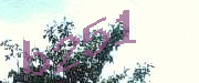 Sorry, this is a captcha